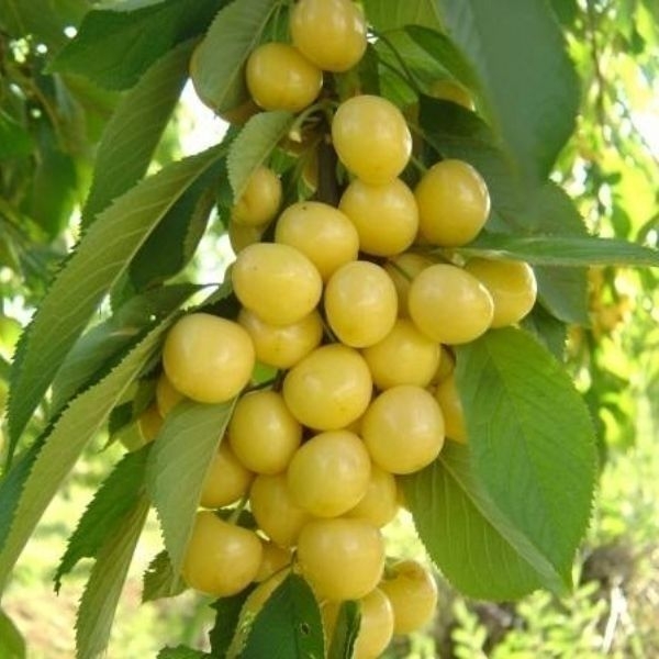 STARKS GOLD( BEYAZ KİRAZ) KİRAZ FİDANI